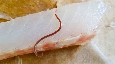 Parasite Worm In Fish Meat Youtube