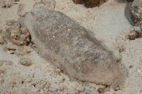 Snot sea cucumbers are found in queensland, new south wales, victoria, south. Diverosa, seacucumbers & feather stars