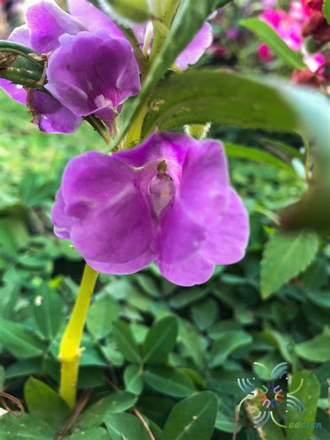 It offers dazzling, high impact color in bright red, orange, pink, and white hues that attract butterflies and look great when planted in en masse, borders, hanging baskets, or containers. เทียน Impatiens balsamina L. - ข้อมูลพันธุ์ไม้