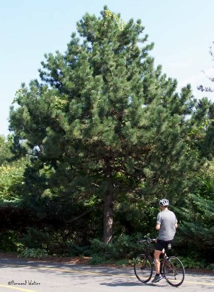 Pin Noir Dautriche Pinus Nigra Austriaca
