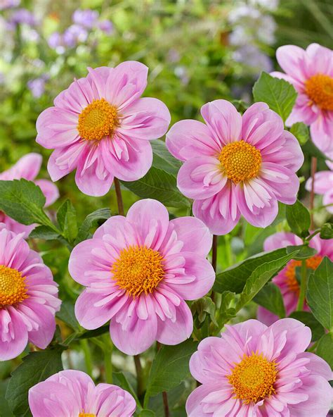 Dahlie Dahlia ‘rosy Wings Bild Kaufen 13729492 Gartenbildagentur