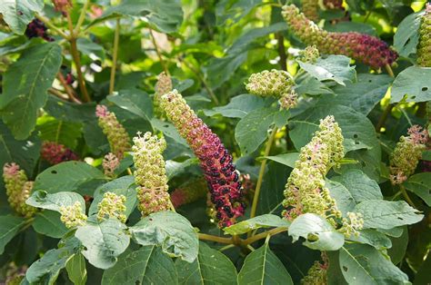 Pokeweed How To Grow Care For And Use This Misunderstood Plant