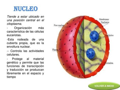 Sobre O Núcleo Celular Marque A Alternativa Incorreta Askschool