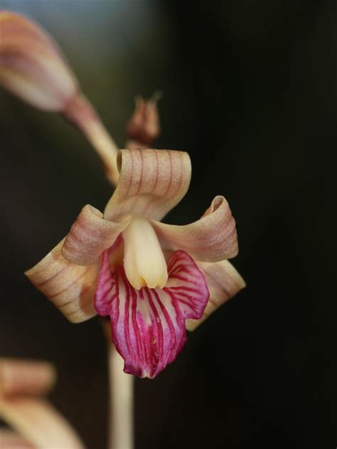 Top 10 Rarest Orchids In The World