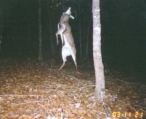 These 10 Funny Trail Cam Photos Will Have You Looking To Check Yours