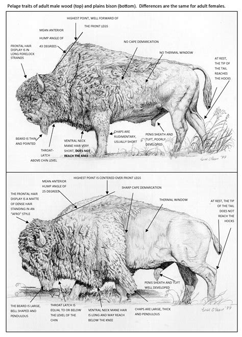 Bison The Canadian Encyclopedia