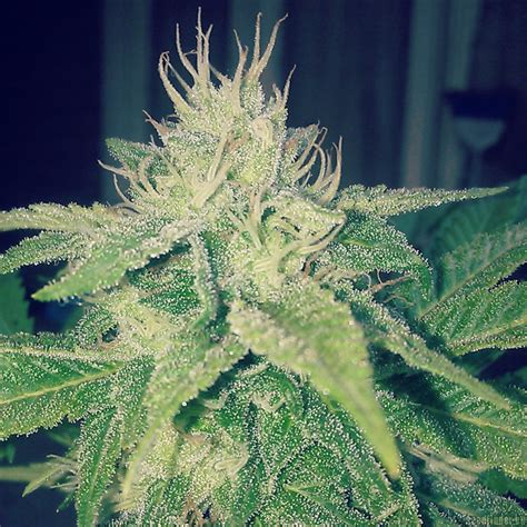 Strain Gallery Sourjefe Sin City Seeds Pic 12071536795968710 By Ogchema