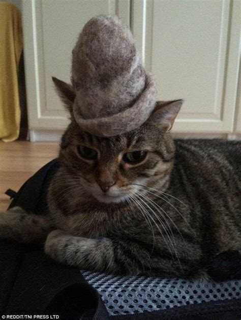 Owners Share Hilarious Photos Of Their Cats Wearing Hats