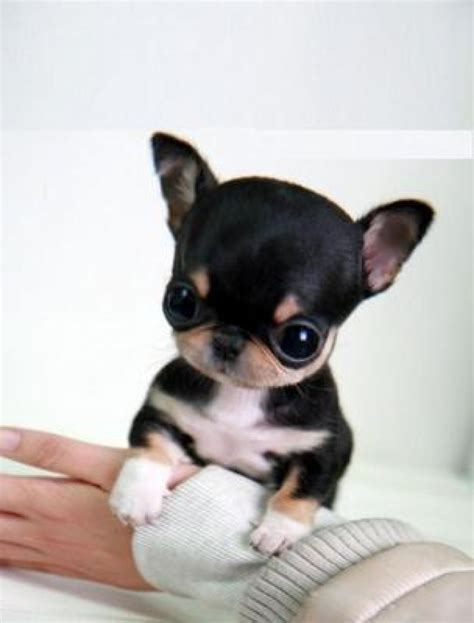 Perros Chihuahua Mini Toy De Perros