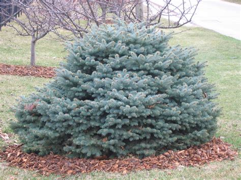 Dwarf Blue Spruce A Superb Year Round Garden Plant News