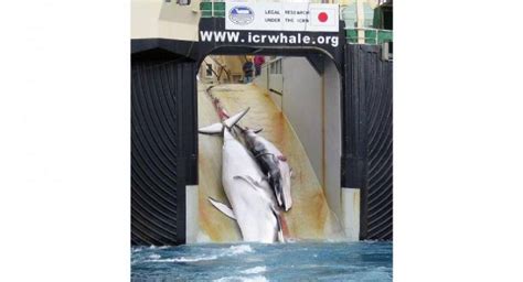 Japan Kills 333 Whales In Annual Antarctic Hunt