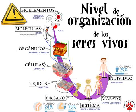 Cuadro Sinoptico Niveles De Organizacion Y Regiones Corporales Del