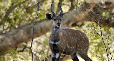 African Animal Of The Week Bushbuck Pics