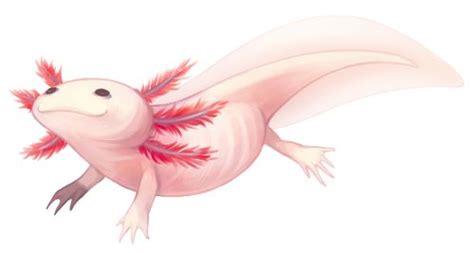 How to draw an axolotl for kids. 137 best images about Axolotl-ajolote on Pinterest