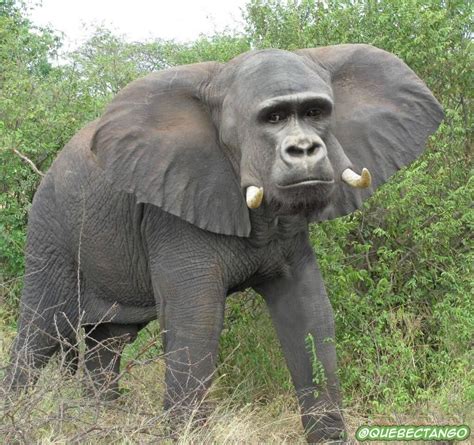 Gorillaphant Animal Mashups Photoshopped Animals Weird Animals