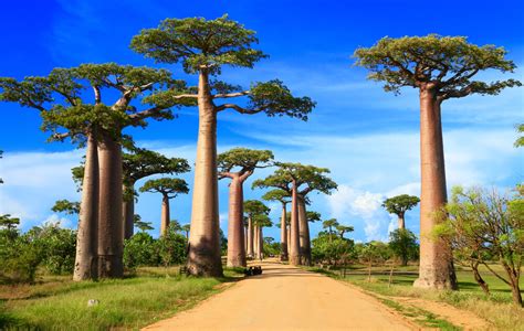 Baobabs The Worlds Thickest Trees Insureandgo