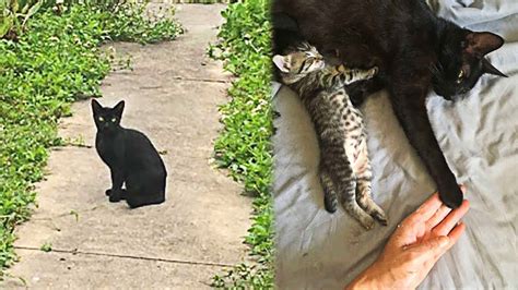 Pregnant Stray Cat ‘asks A Woman To Let Her Inside To Give Birth Youtube