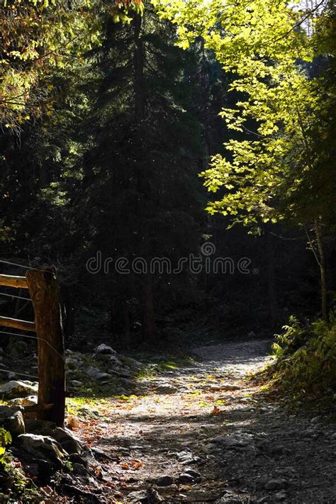 Autumn Forest Landscape In Triglav National Park Slovenia Stock Photo