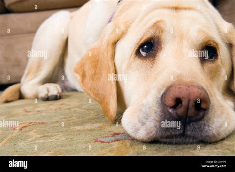 Sad Puppy Eyes Pictures