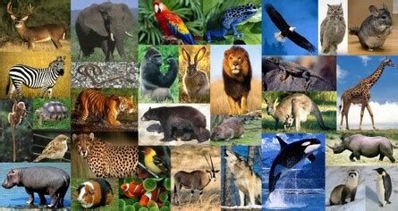 42 bats, rodents, whales, deer, wolverine, & tiger. Kingdom Animalia - BIODIVERSITY
