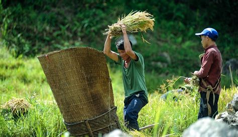 Rice Harvest Season In Ngoc Linh Da Nang Today News Enewspaper