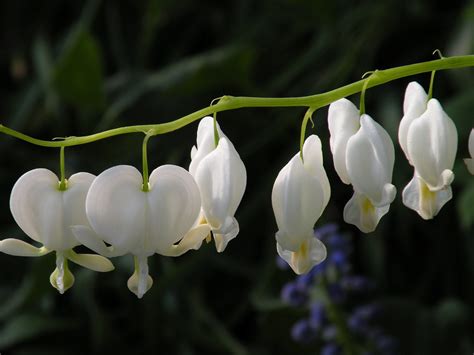White Bleeding Hearts Birds And Blooms