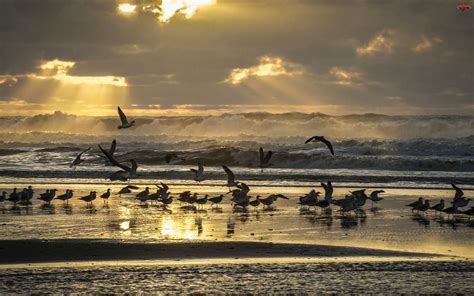Ptaki Zachód Promienie Słońca Morze