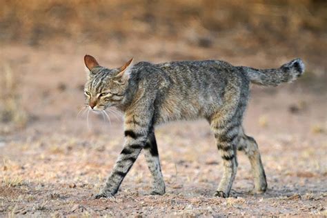 African Wildcat