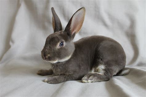 Mini Rex Tavşan Bakımı Ve Özellikleri Zoo Blog