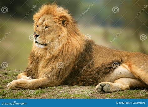 Beautiful Lion Wild Male Animal Portrait Stock Image Image Of Beast