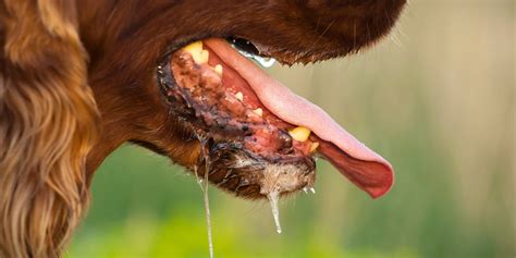 What Causes A Dog To Drool More Than Usual