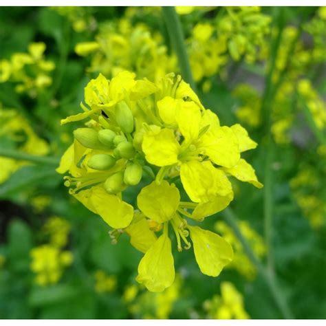 Black Mustard Seeds Brassica Nigra Price €145