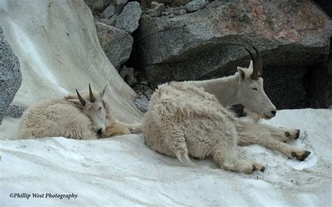 Mountain Goats Cooling Off On The Snow And Taking A Nap Alpine Lakes