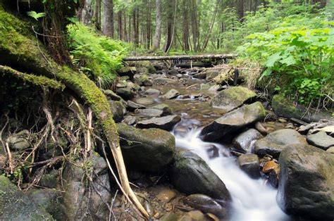 Premium Photo Cascades On A Clear Creek In A Forest