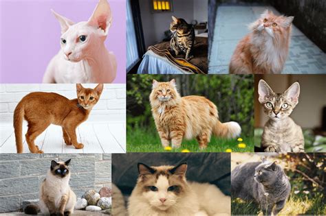 The 10 Most Popular Cat Breeds In The World Pettingbee