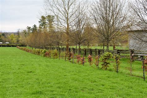 Planting European Beech Trees The Martha Stewart Blog