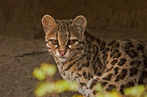 Margay Beautiful Small Spotted Wild Cat In Explore Flickr