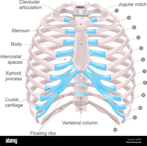 Thoracic Cavity Anatomy Thoracic Cavity Thoracic Thoracic Cage Images
