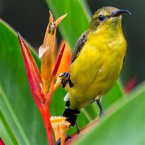 Bem olive garden was live. Bird watching in Malaysia / ASEAN - Olive-backed Sunbird