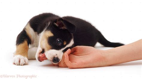 Severe punishment may stop your puppy growling completely, and repeated punishment for growling may stop it happening in the future, but your punishment turns off your puppy's early warning system that a snap or bite may be coming next, and leaves him unable to communicate important feelings. Tips To Help You Stop Puppy Biting From Turning Into A ...