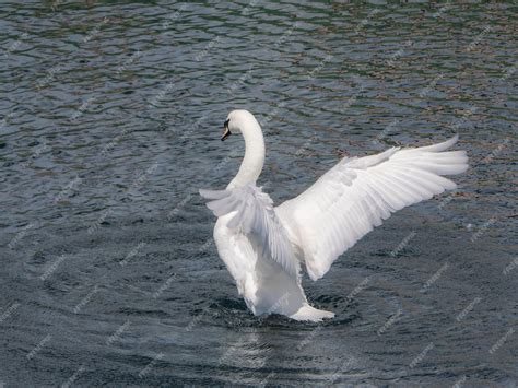 Cisne Mudo Branco Cygnus Olor Abre Suas Asas Após A Lavagem Para Secá
