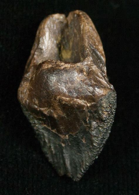 Unerupted 92 Triceratops Tooth Crown For Sale 5706