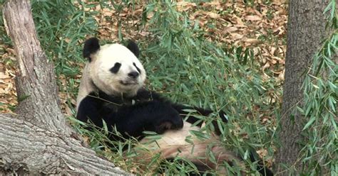 National Zoos Panda Cams Behind The Scenes Cbs News