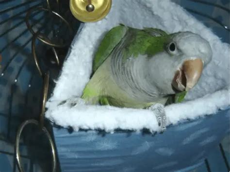 Monk Parakeets Quaker Parrot Personality Food And Care