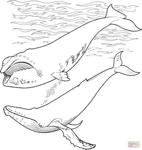 Right Whale And Humpback Whale In The Ocean Whale Coloring Pages