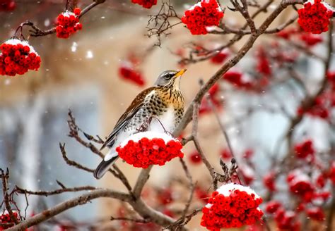 Animals Nature Birds Berries Snow Wallpapers Hd Desktop And