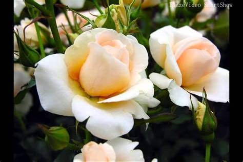 Beautiful Flower Pictures Amazing Roses You Have Never Seen Before