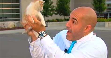 Homeless Cat Interrupts TV Newscast And Gets Rescued