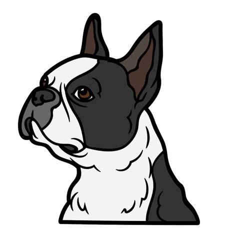 How To Draw A Boston Terrier In 8 Easy Steps Beginners Boston