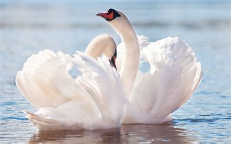 Beautiful Swan Wallpaper 6776680
